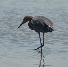 Egretta rufescens