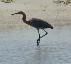 Egretta rufescens
