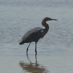 Egretta rufescens