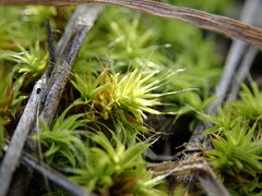 Pseudocrossidium crinitum