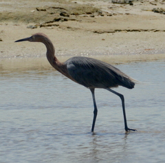 Egretta rufescens