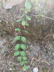 Veronica officinalis