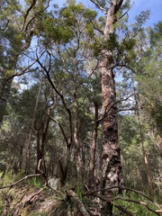 Banksia grandis