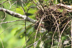 Campylorhynchus zonatus