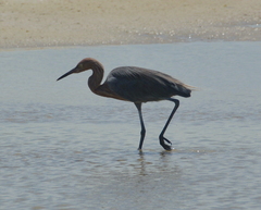 Egretta rufescens