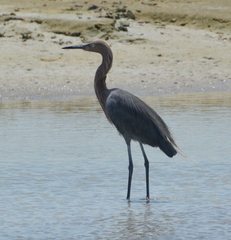 Egretta rufescens