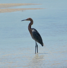 Egretta rufescens