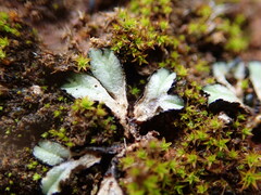 Riccia inflexa