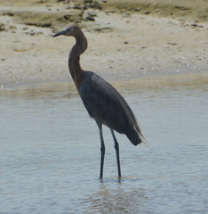 Egretta rufescens