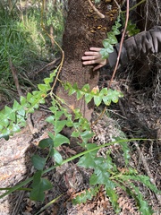Banksia grandis
