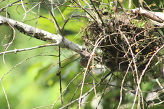 Campylorhynchus zonatus
