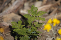 Chamaebatia foliolosa