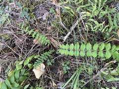 Polemonium caeruleum