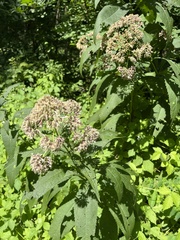 Eutrochium purpureum