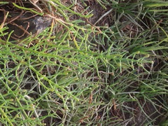 Salicornia