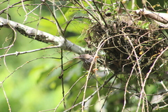Campylorhynchus zonatus