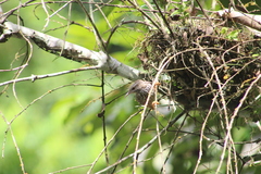 Campylorhynchus zonatus