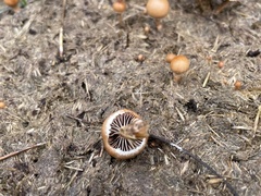Deconica