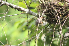 Campylorhynchus zonatus