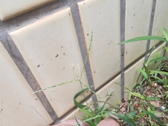 Digitaria radicosa