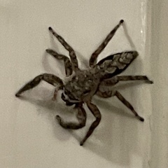 Platycryptus undatus