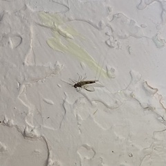 Callibaetis