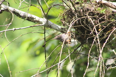 Campylorhynchus zonatus