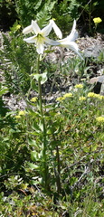 Lilium washingtonianum