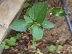 Acalypha australis