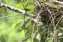 Campylorhynchus zonatus