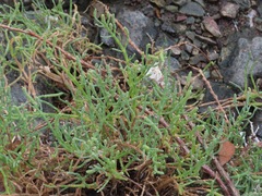 Salicornia