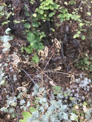 Lomatium
