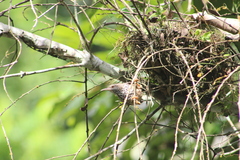 Campylorhynchus zonatus