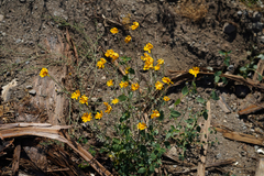 Eriophyllum lanatum