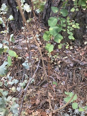 Lomatium