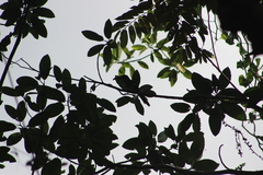 Pteroglossus torquatus