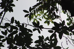 Pteroglossus torquatus