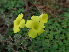 Oxalis pes-caprae