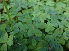 Oxalis pes-caprae