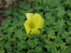 Oxalis pes-caprae