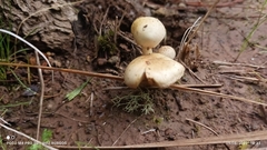 Pholiota terrestris