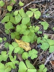 Oxalis acetosella
