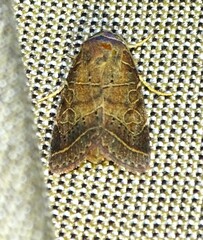 Orthodes majuscula