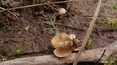 Pholiota terrestris