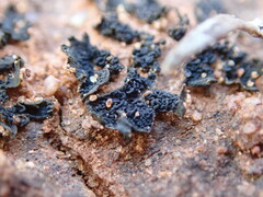 Enchylium coccophorum