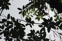 Pteroglossus torquatus