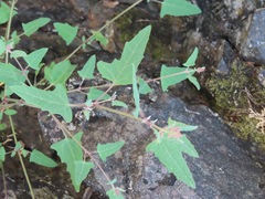 Atriplex prostrata