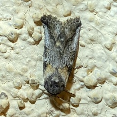 Aleptina inca