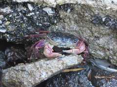 Pachygrapsus crassipes