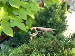 Mantis religiosa